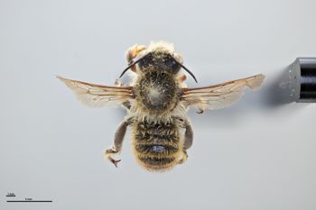Media type: image;   Entomology 785774 Aspect: habitus dorsal view